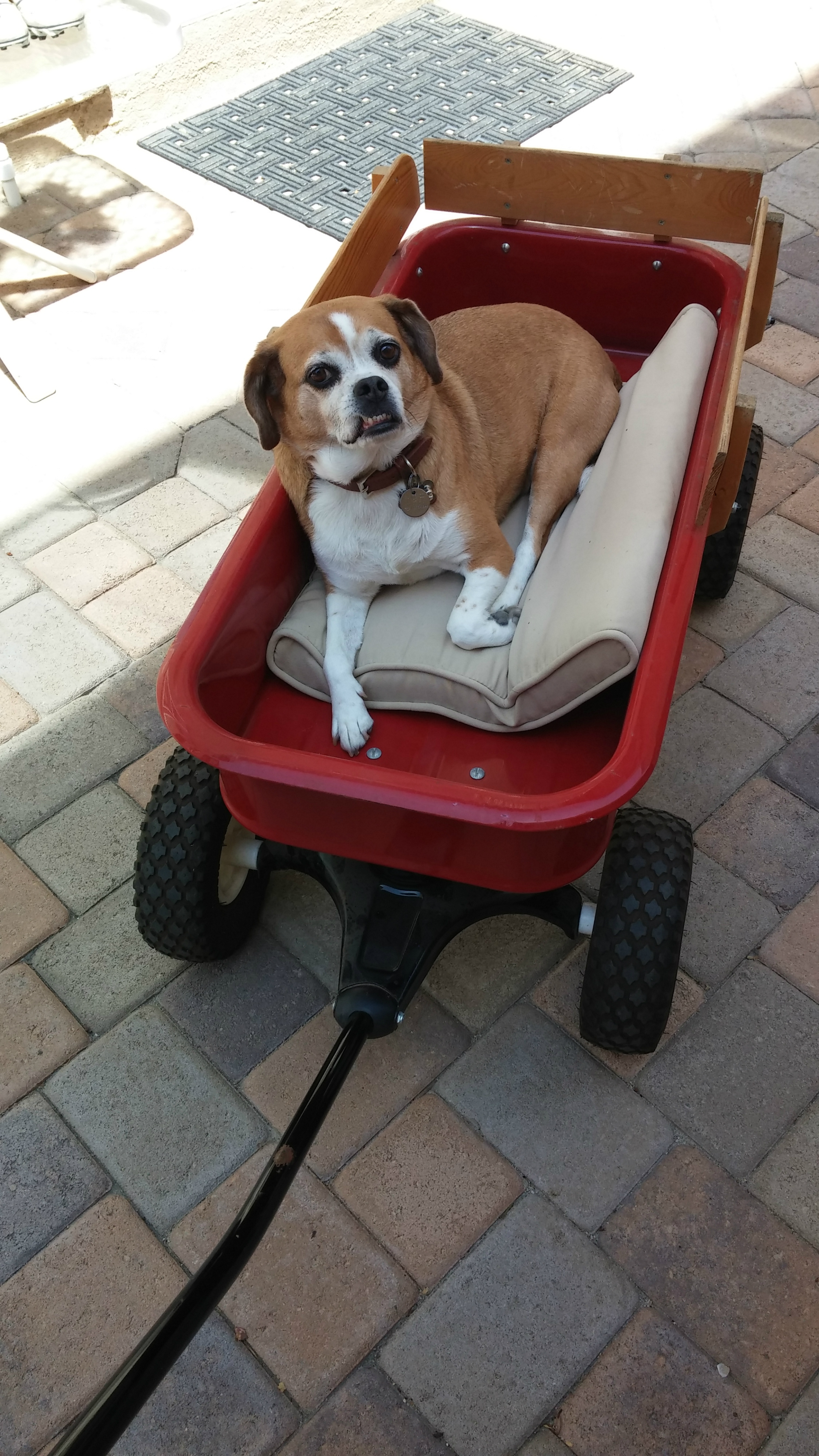 Patches chillin in a wagon